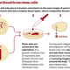 Illustration for article titled Synthetic Blood Transfusions Are Coming